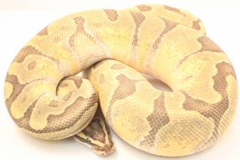 Animal Image